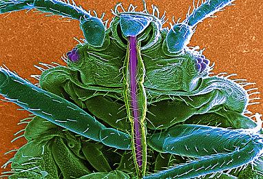 Certain Affinity工作室将参与开发《EXODUS》